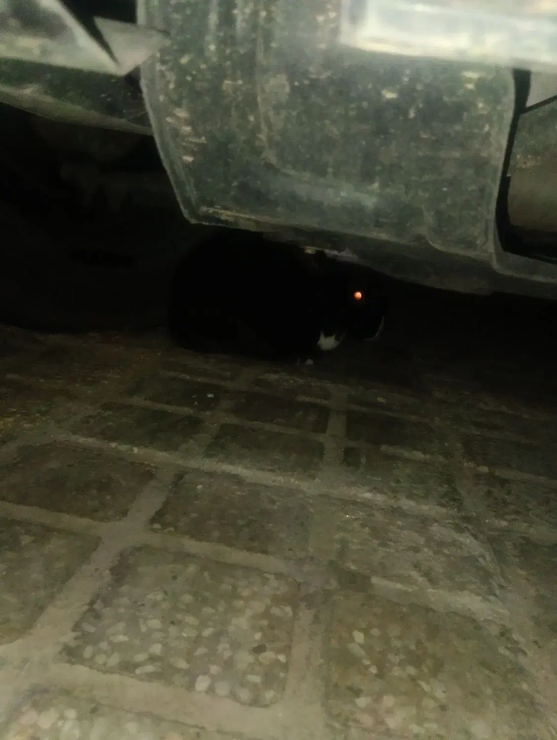 خرگوش|موش و خرگوش|اردکان, |دیوار