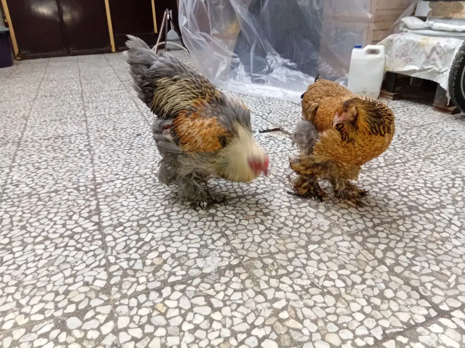 برهما|حیوانات مزرعه|رشت, پل تالشان|دیوار