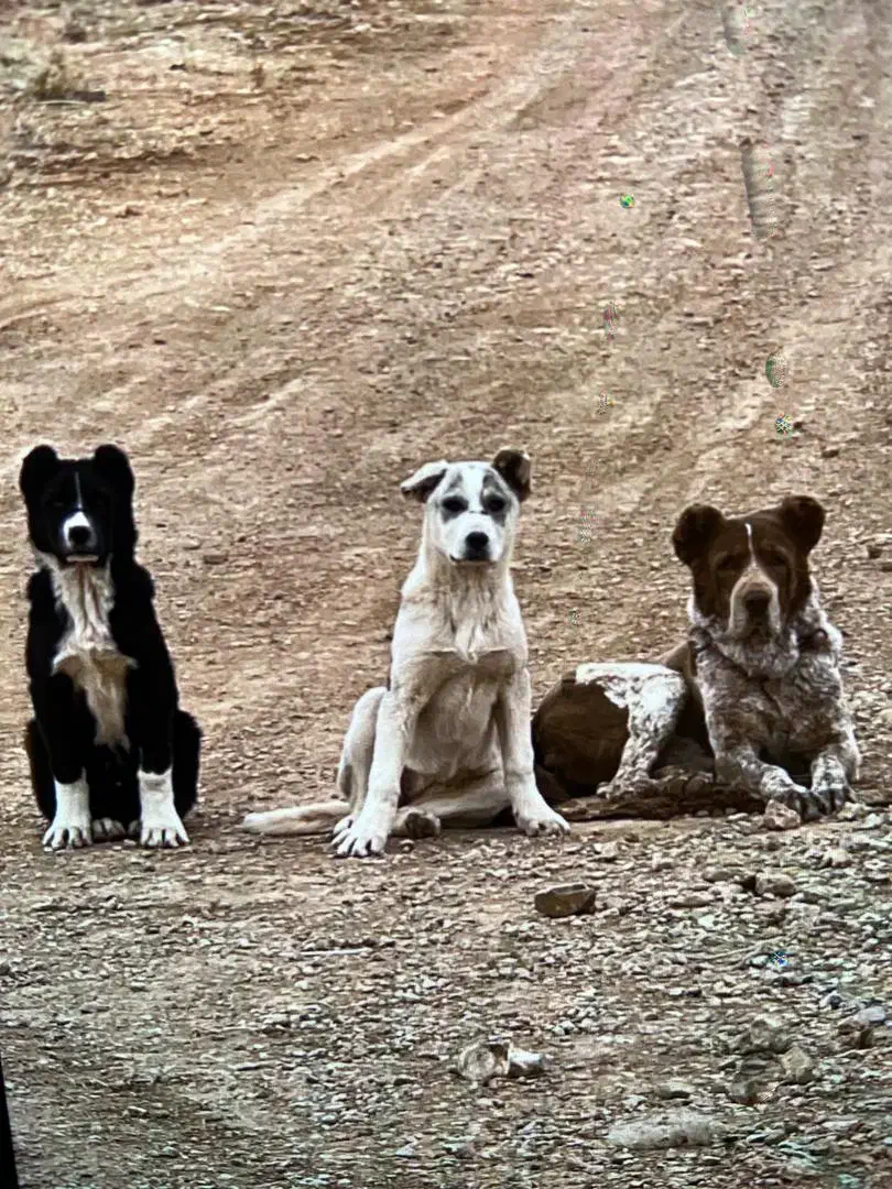 واگزاری سگ ماده|سگ|رودشت (اصفهان), |دیوار