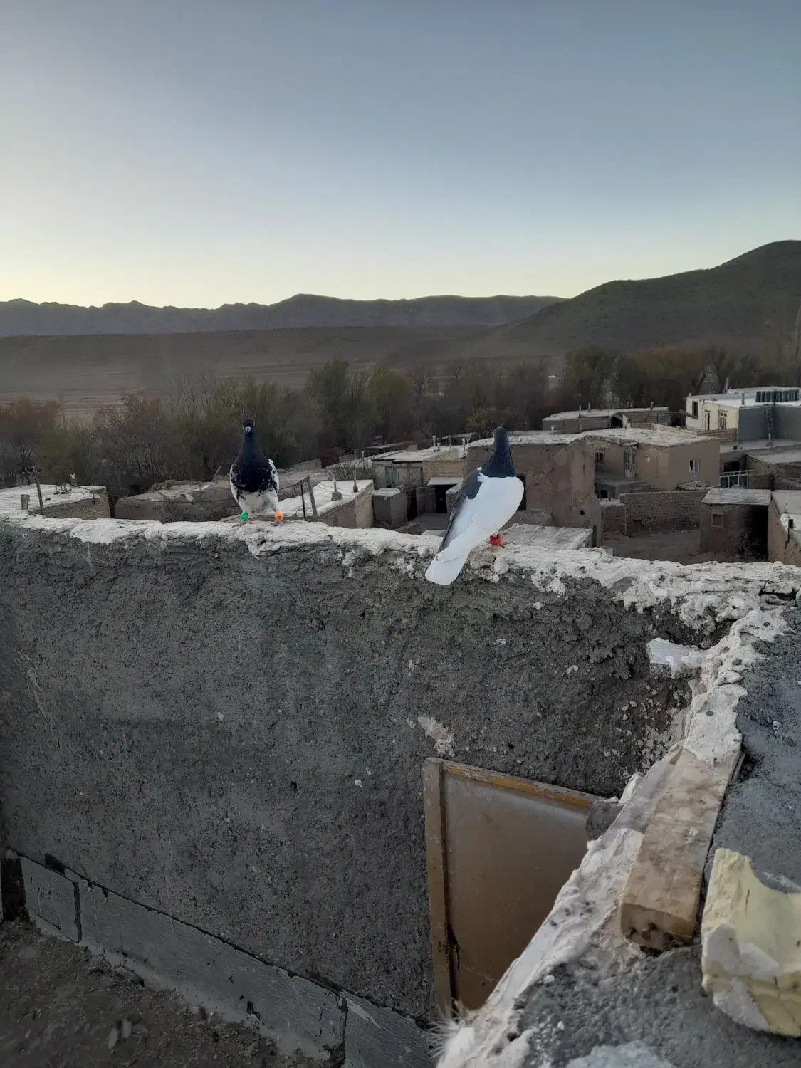 چپ سیاه شقه|پرنده|مشهد, هدایت|دیوار