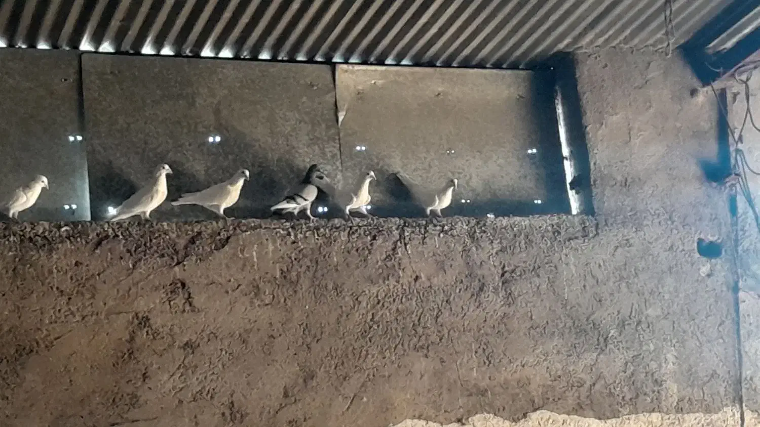 سلام. کفتر.فروشی|پرنده|سده (خراسان جنوبی), |دیوار