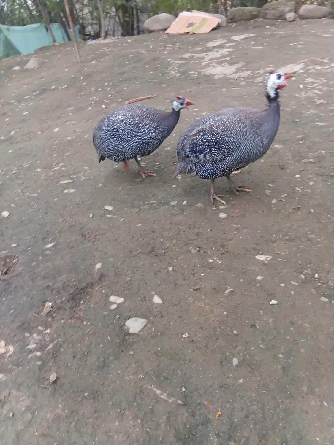 مرغ شاخدار|حیوانات مزرعه|ماکلوان, |دیوار