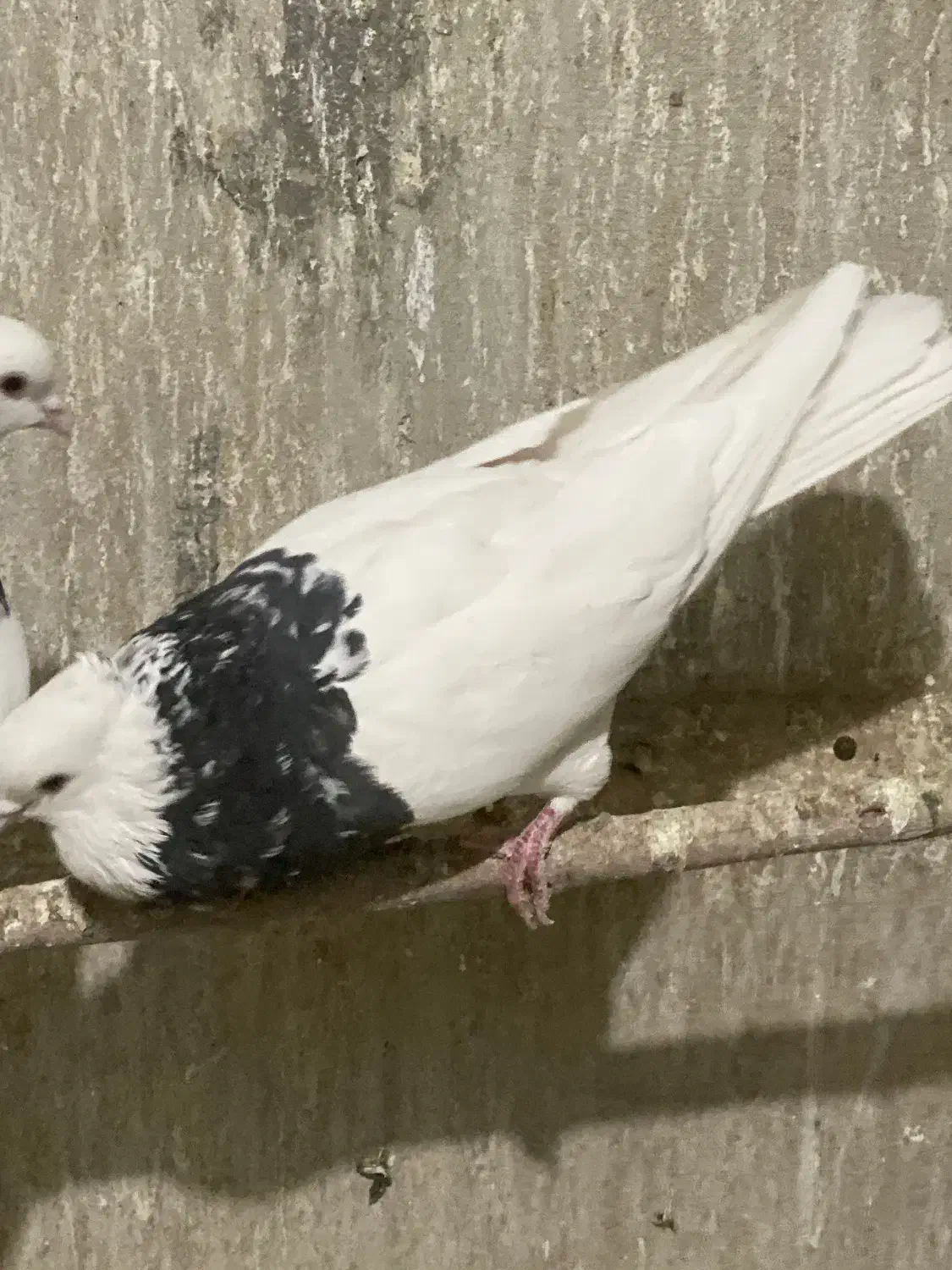 نر طوقی سرور|پرنده|قم, بکایی|دیوار