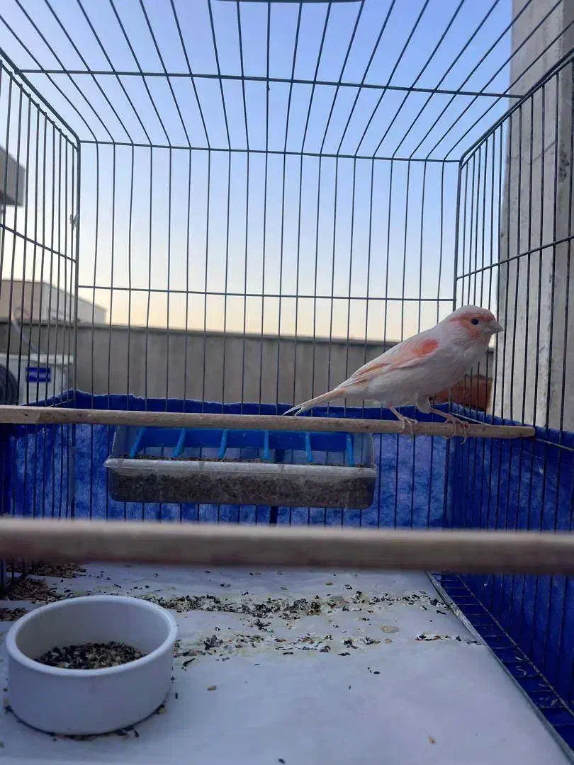 سه جفت قناری نر و ماده موزائیکی|پرنده|تهران, زرکش|دیوار