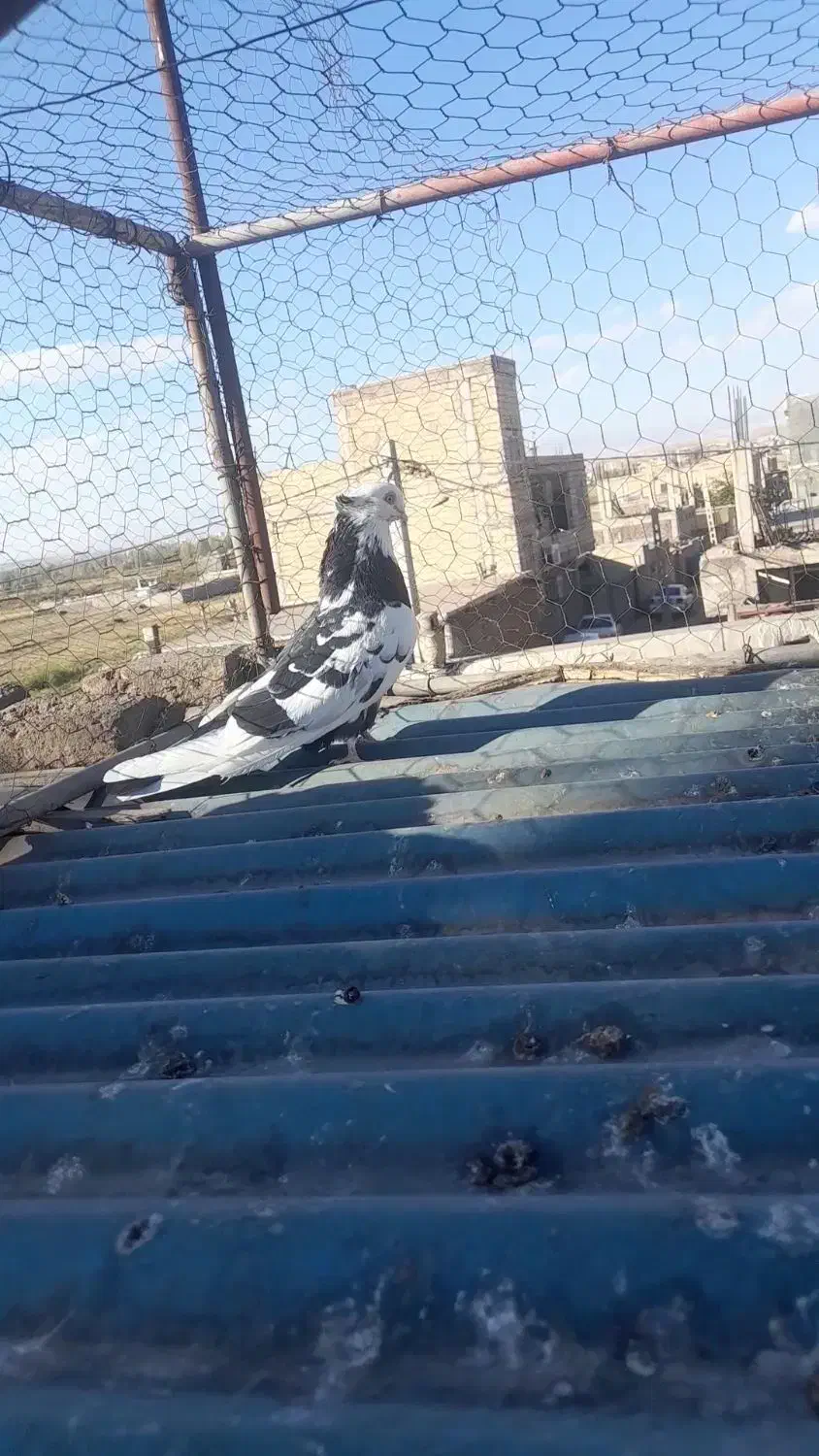 ۵عدد کبوتر|پرنده|میانه, |دیوار