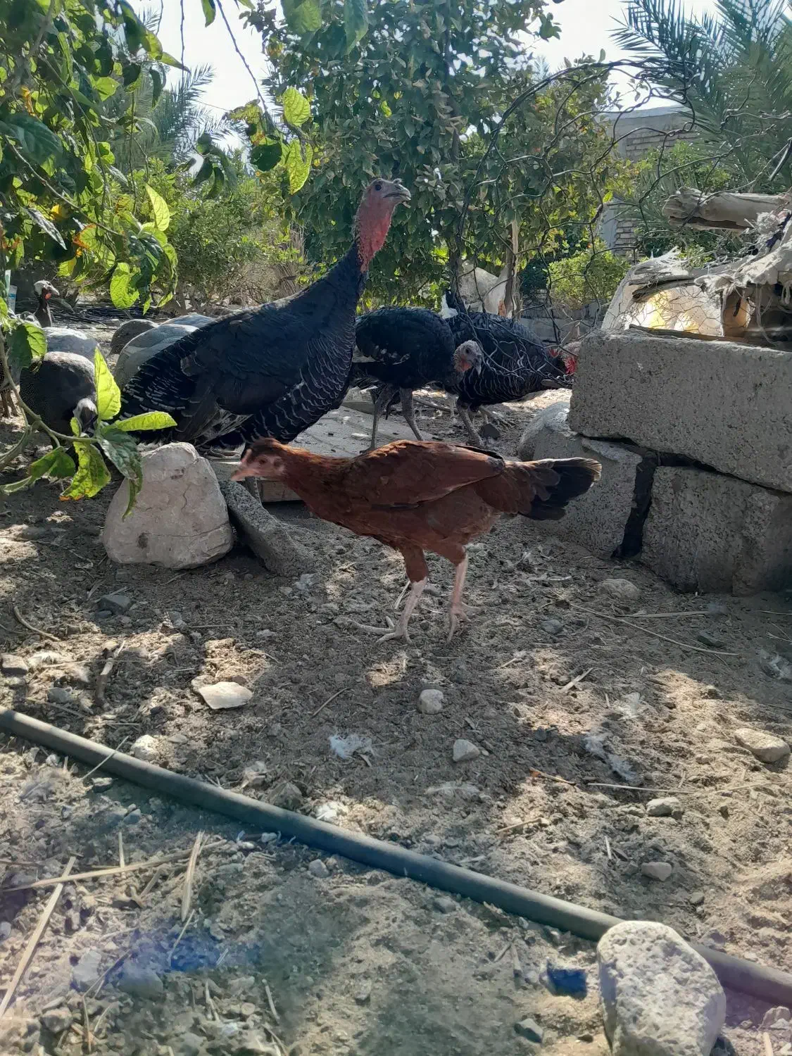 مرغ شاخدار،بوقلمون ومحلی|حیوانات مزرعه|کهنوج, |دیوار