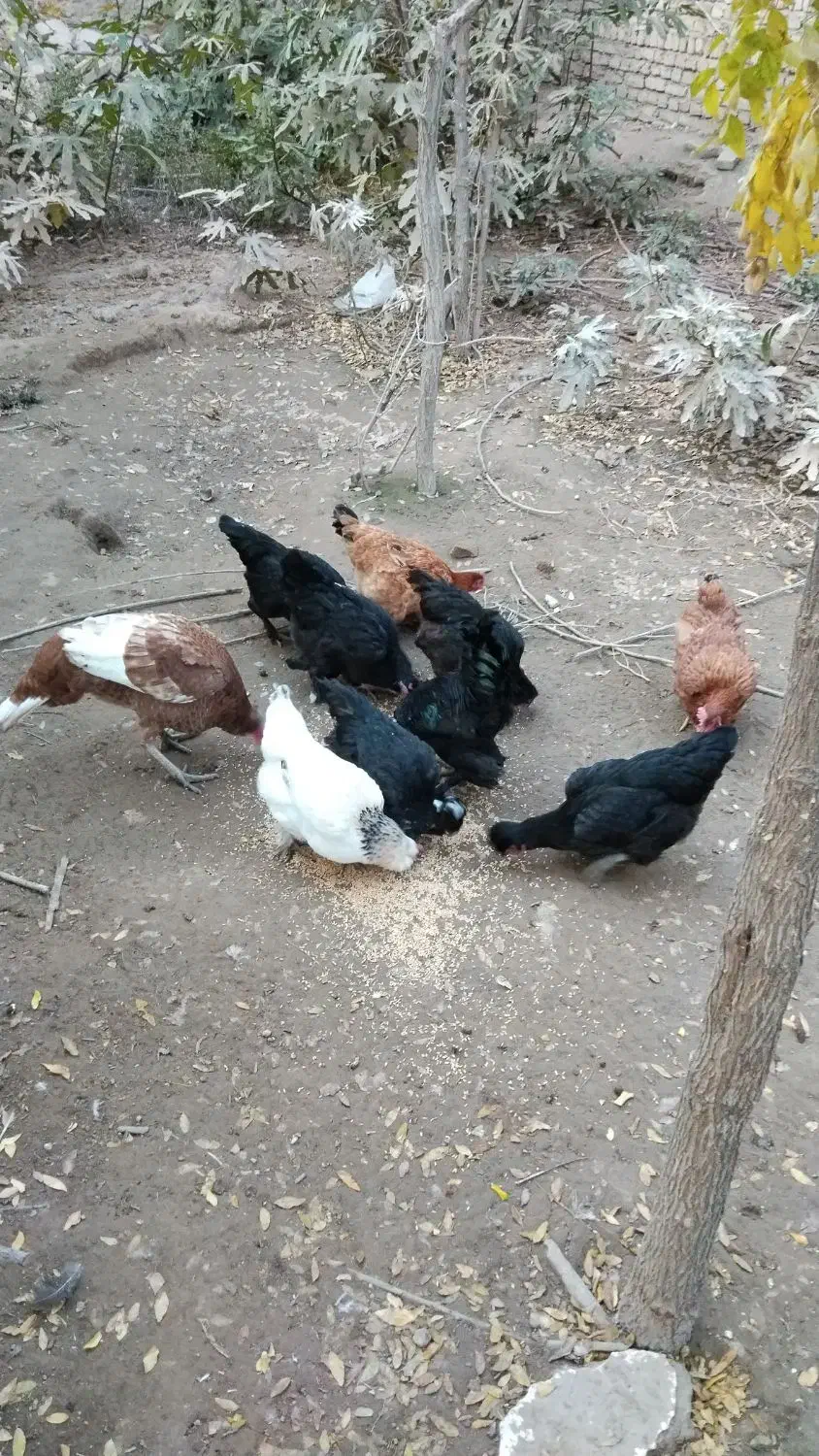 سلام مرغ و بوقلمون ب فروش می‌رسد|حیوانات مزرعه|مشهد, خرم آباد|دیوار