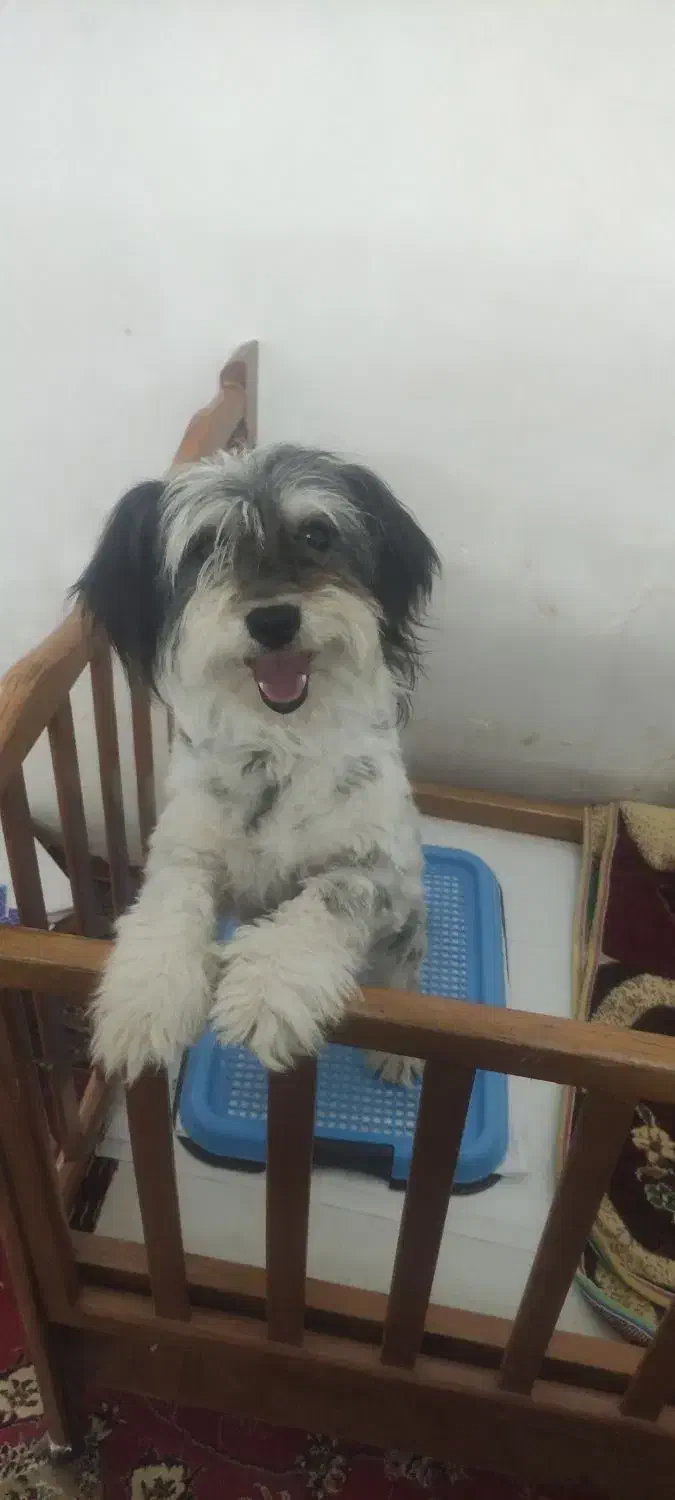 واگذاری 3 قلاده سگ شیتزو|سگ|تبریز, |دیوار