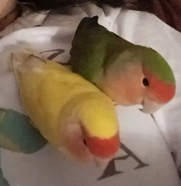 یک جفت طوطی کوتوله برزیلی|پرنده|بجنورد, |دیوار