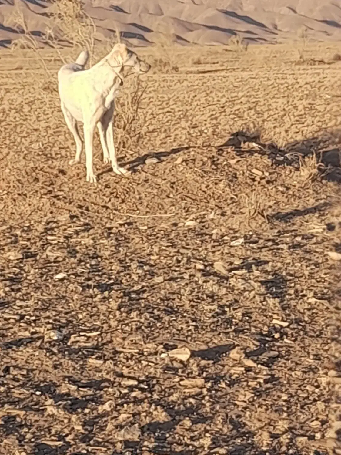 سگ گله ونگهبان|سگ|درمیان, |دیوار