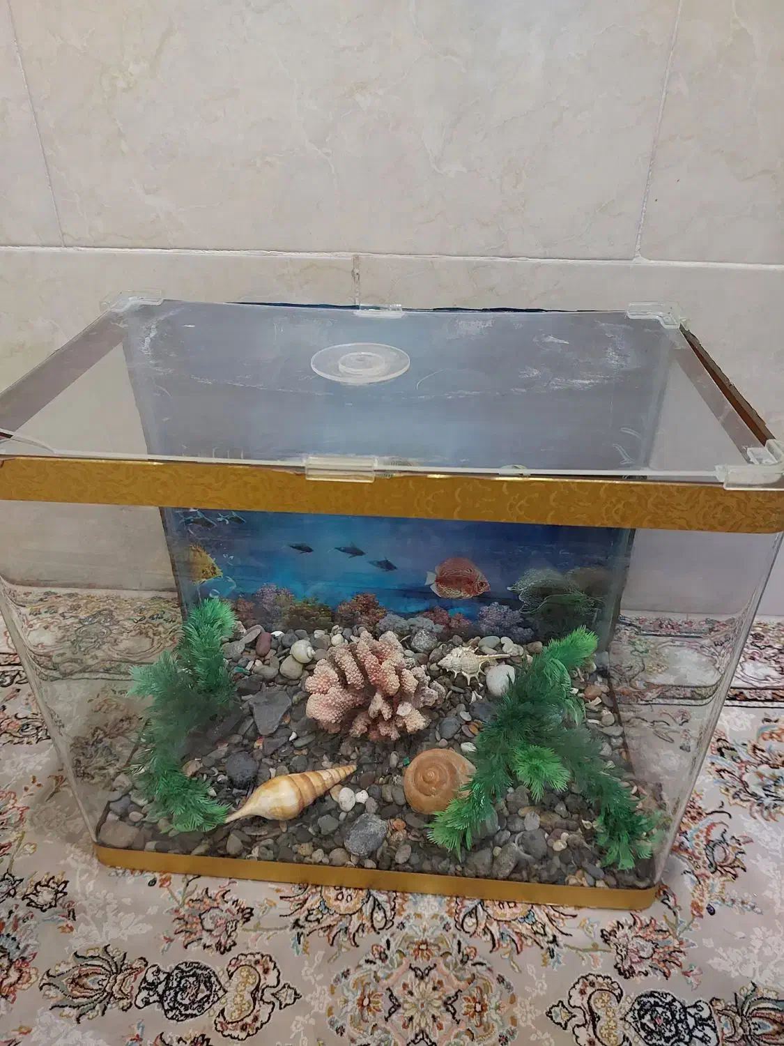 اگواریوم شرکتی|ماهی|شیراز, آزادگان|دیوار