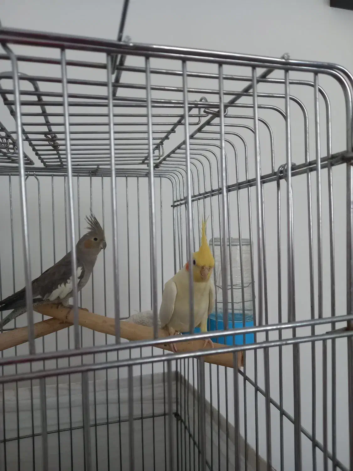 سه عدد عروس هلندی مولد|پرنده|فردیس, فردیس|دیوار