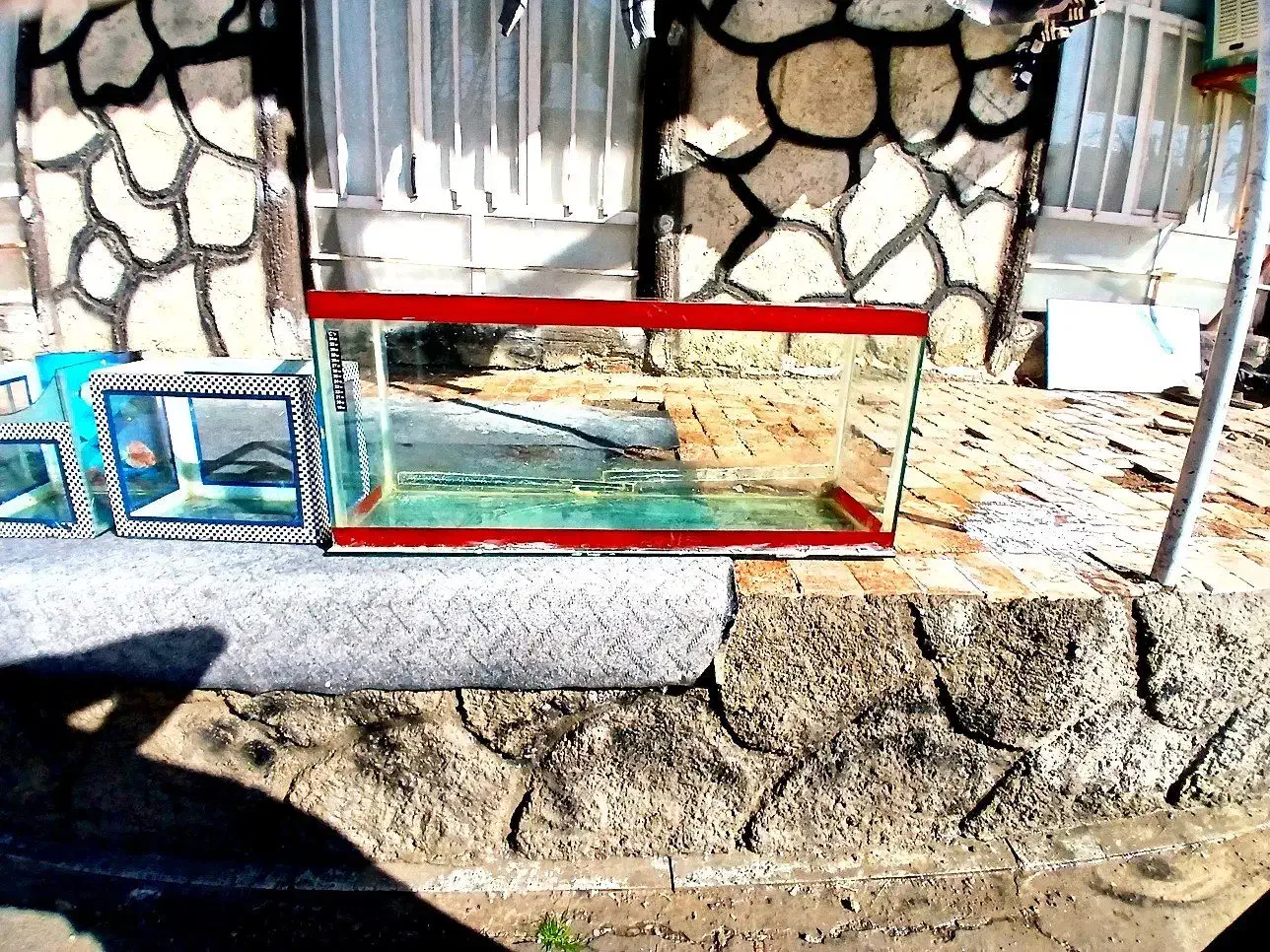 آکواریوم|ماهی|بناب, |دیوار