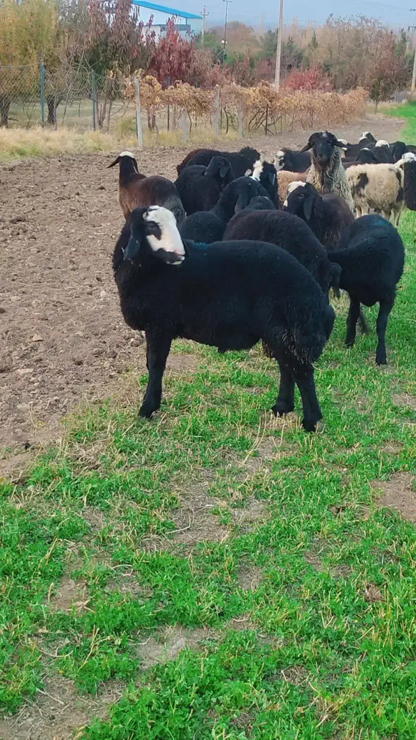 تعداد35راس برە نرشین بش داشتی وزن120کیلو|حیوانات مزرعه|نالوس, |دیوار