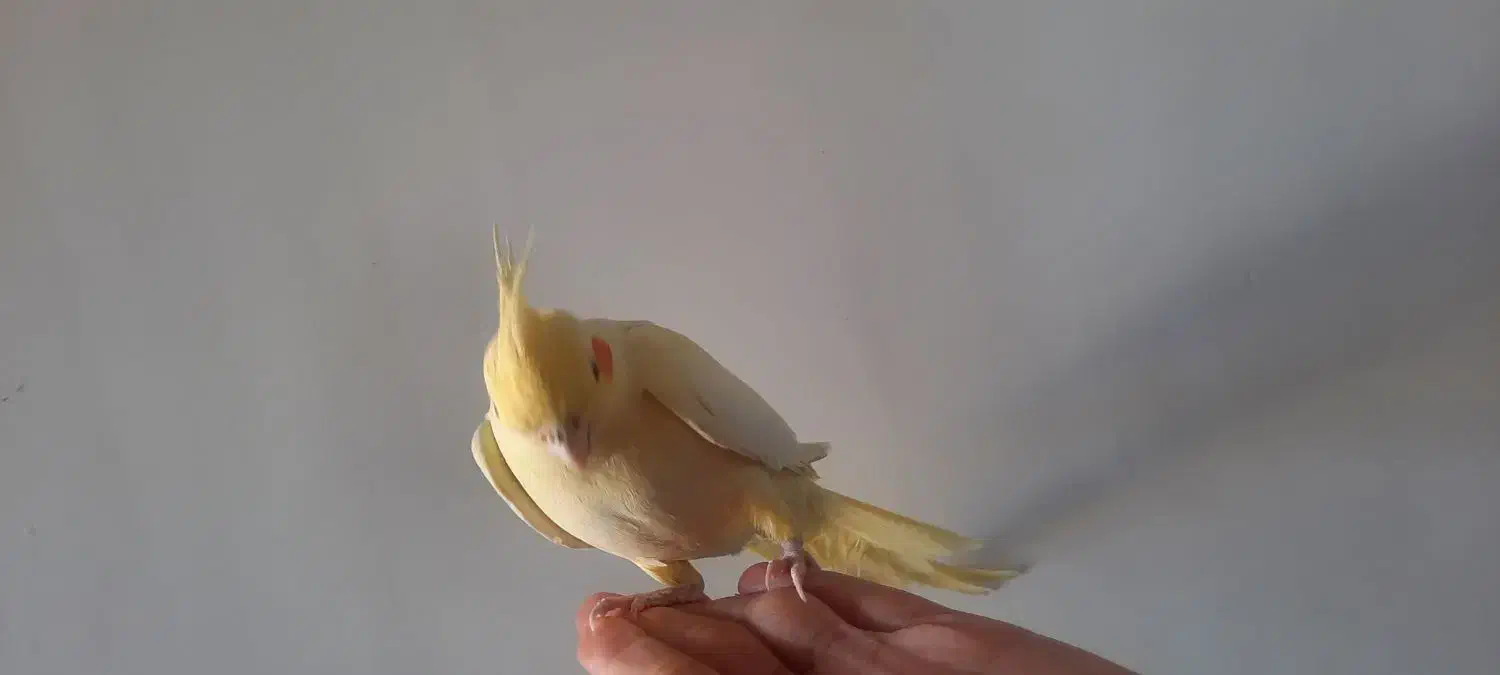 پرنده فروشی|پرنده|دماوند, دماوند|دیوار