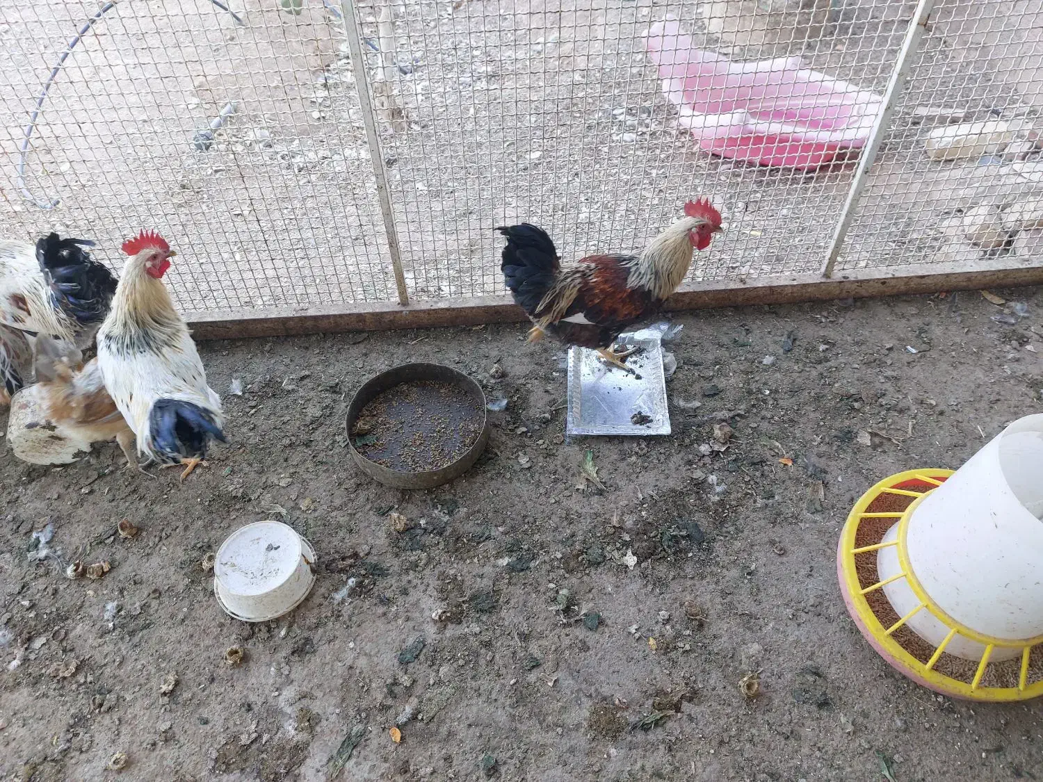 فروش یامعاوضه بامرغ|پرنده|شاهین‌شهر, آرامستان بهشت معصومه|دیوار