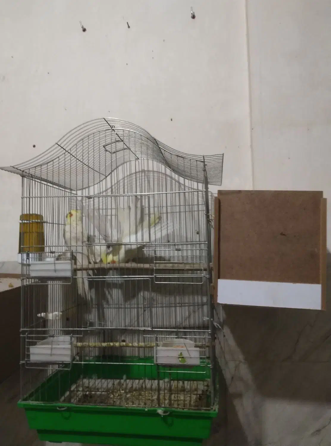 ۴ جفت عروس هلندی مولد|پرنده|سلماس, |دیوار