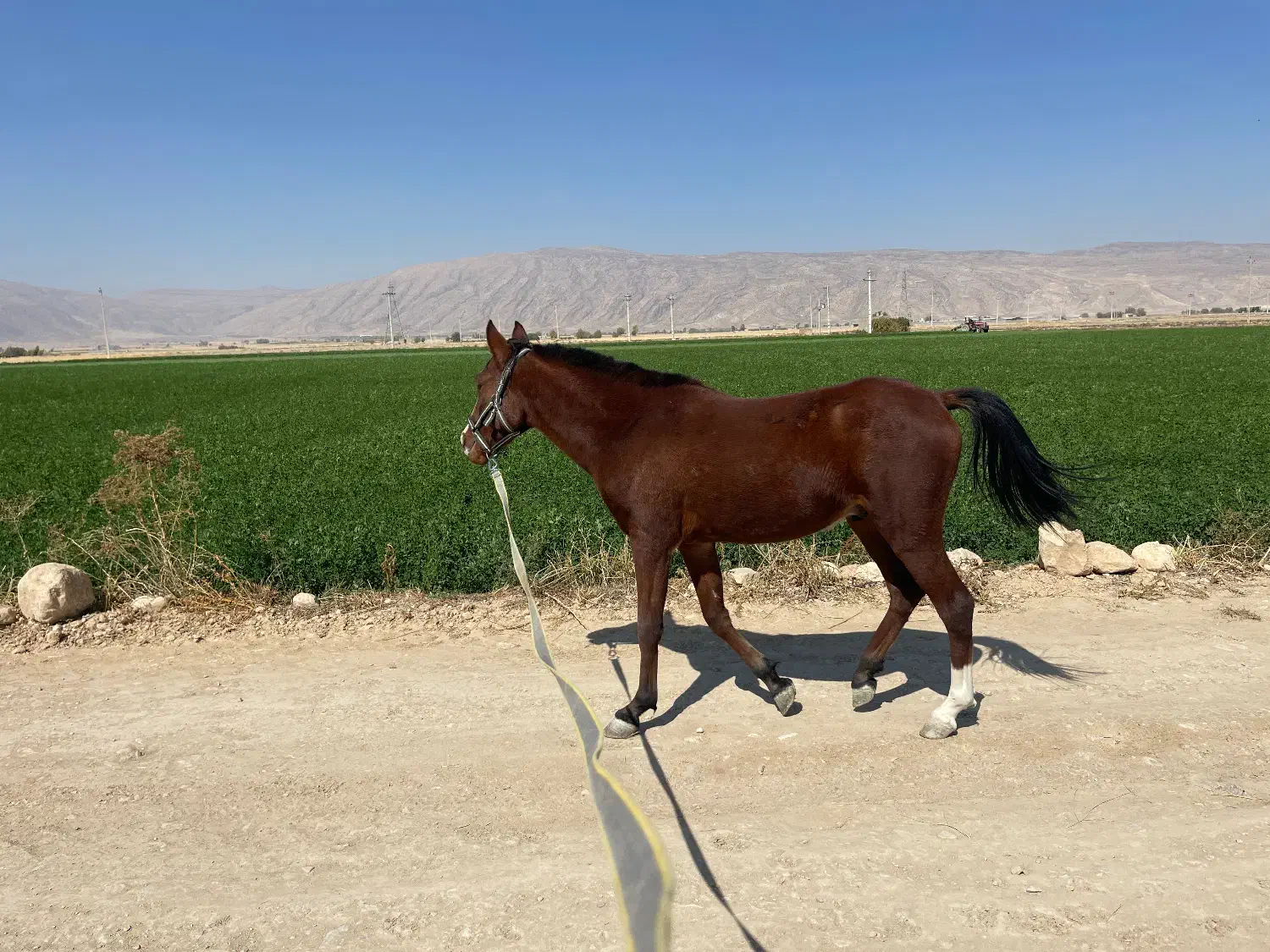 به فروش می رسد.. کره اسب نریون ،نژاد دره شوری|اسب و تجهیزات اسب‌سواری|فیروزآباد (فارس), |دیوار