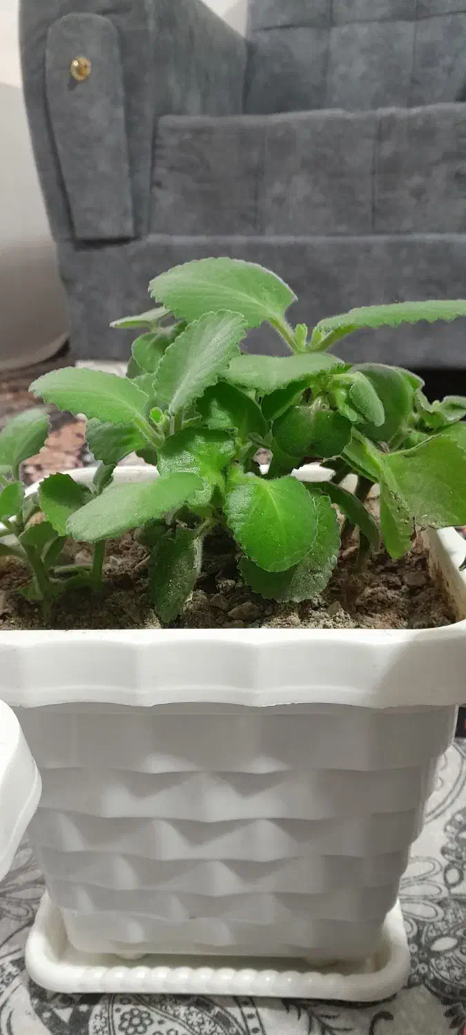 گل های زیبا|گل و گیاه طبیعی|مهاباد (آذربایجان غربی), |دیوار