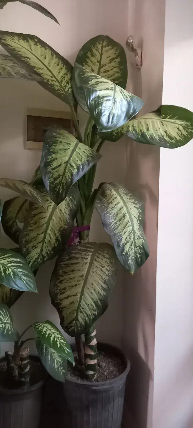 گل دیفن باخیا|گل و گیاه طبیعی|زنجان, |دیوار