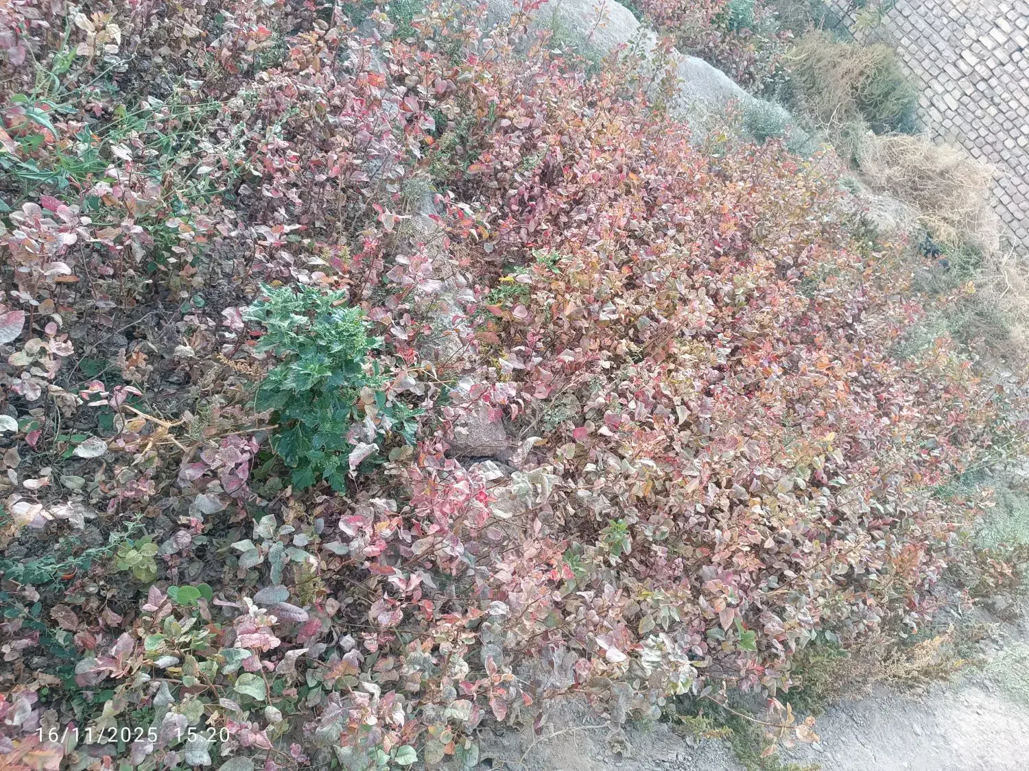 نهال پسته|خدمات باغبانی و درختکاری|شهرآباد, |دیوار