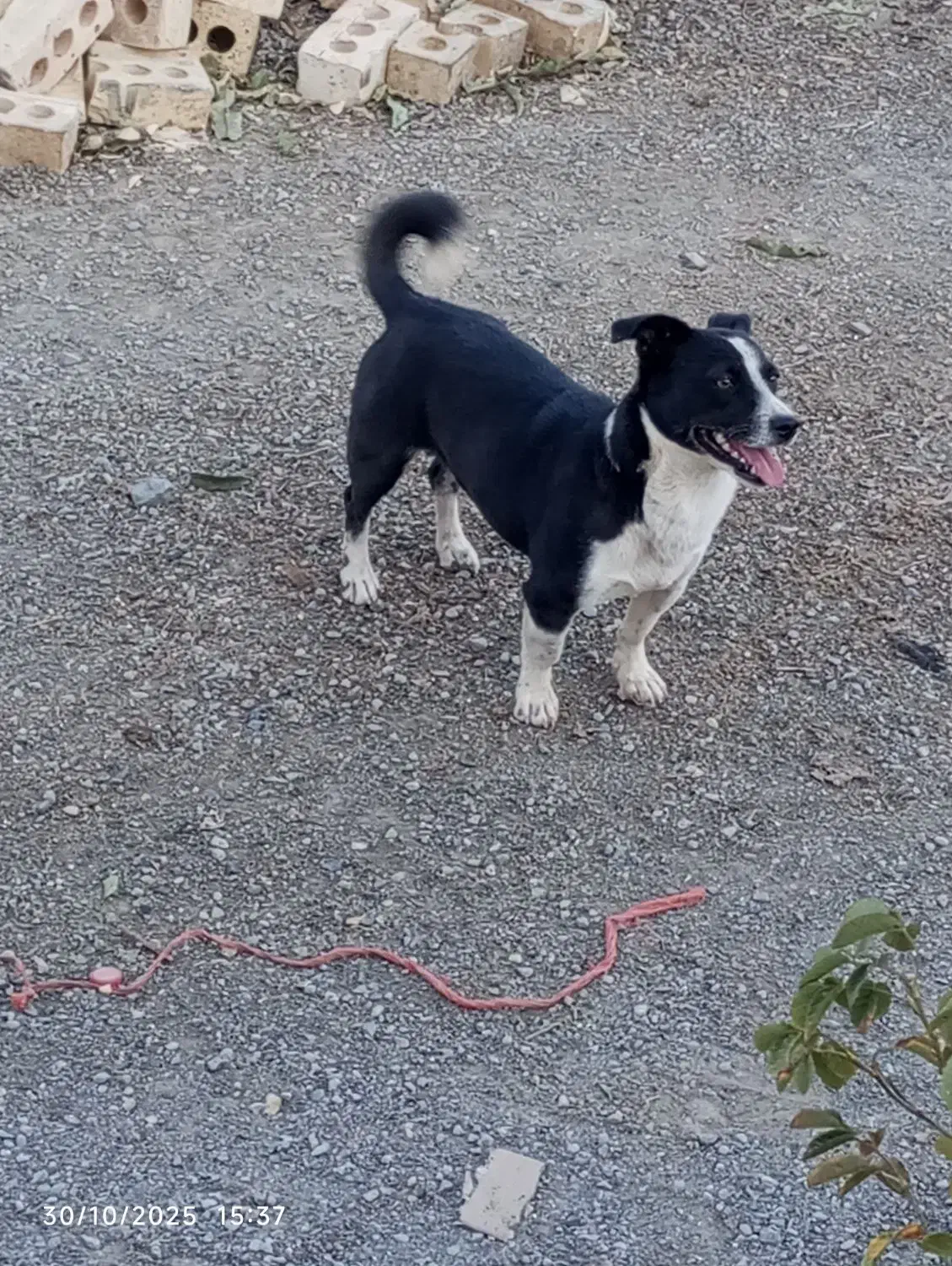 سگو|سگ|فریمان, |دیوار