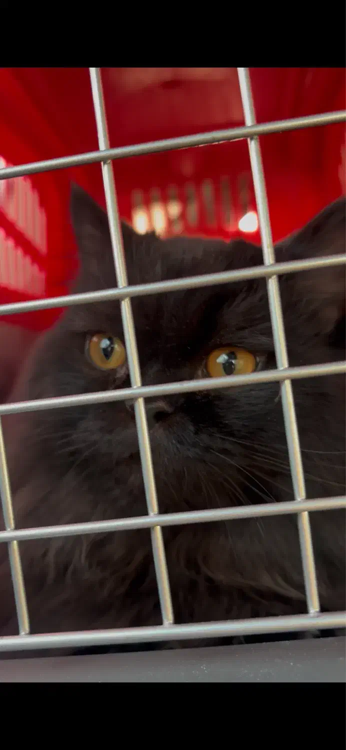 گربه|گربه|بندرلنگه, |دیوار