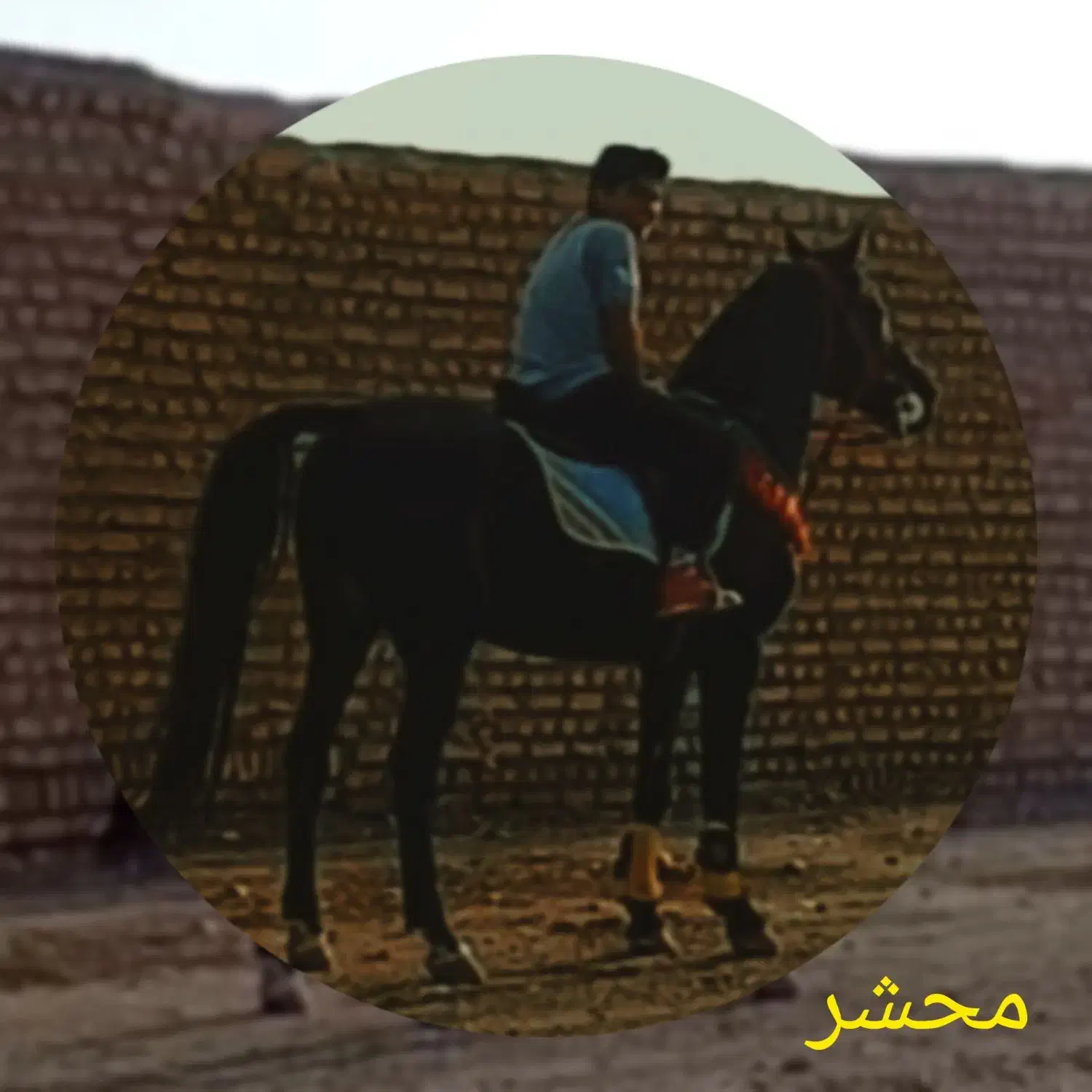 نریان عرب و مادیان دره شور|اسب و تجهیزات اسب‌سواری|ورامین, ورامین|دیوار