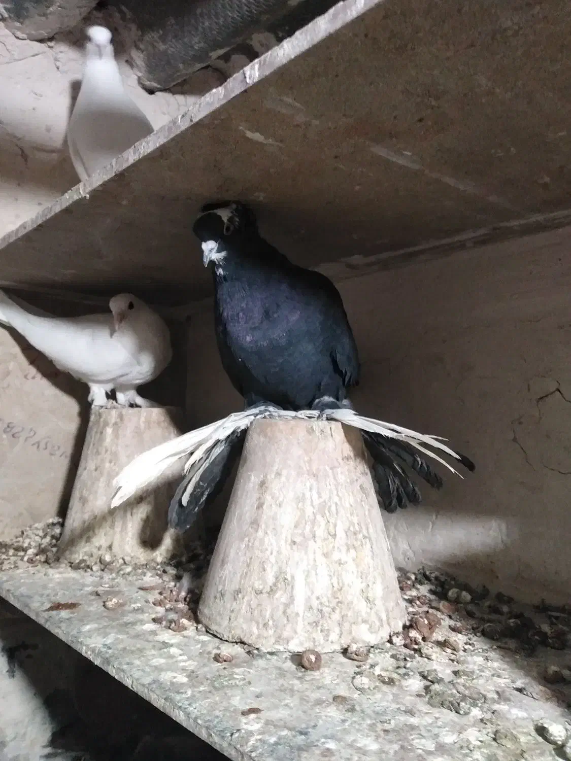 قره اغ گویروخ|پرنده|تبریز, |دیوار