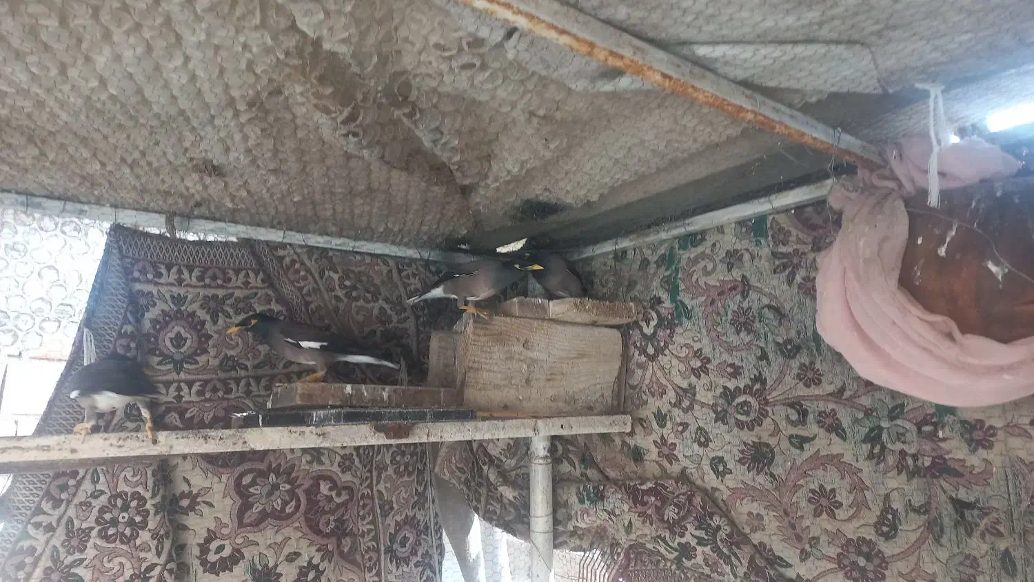 مرغ مینا تخم گذار|پرنده|انبارآلوم, |دیوار