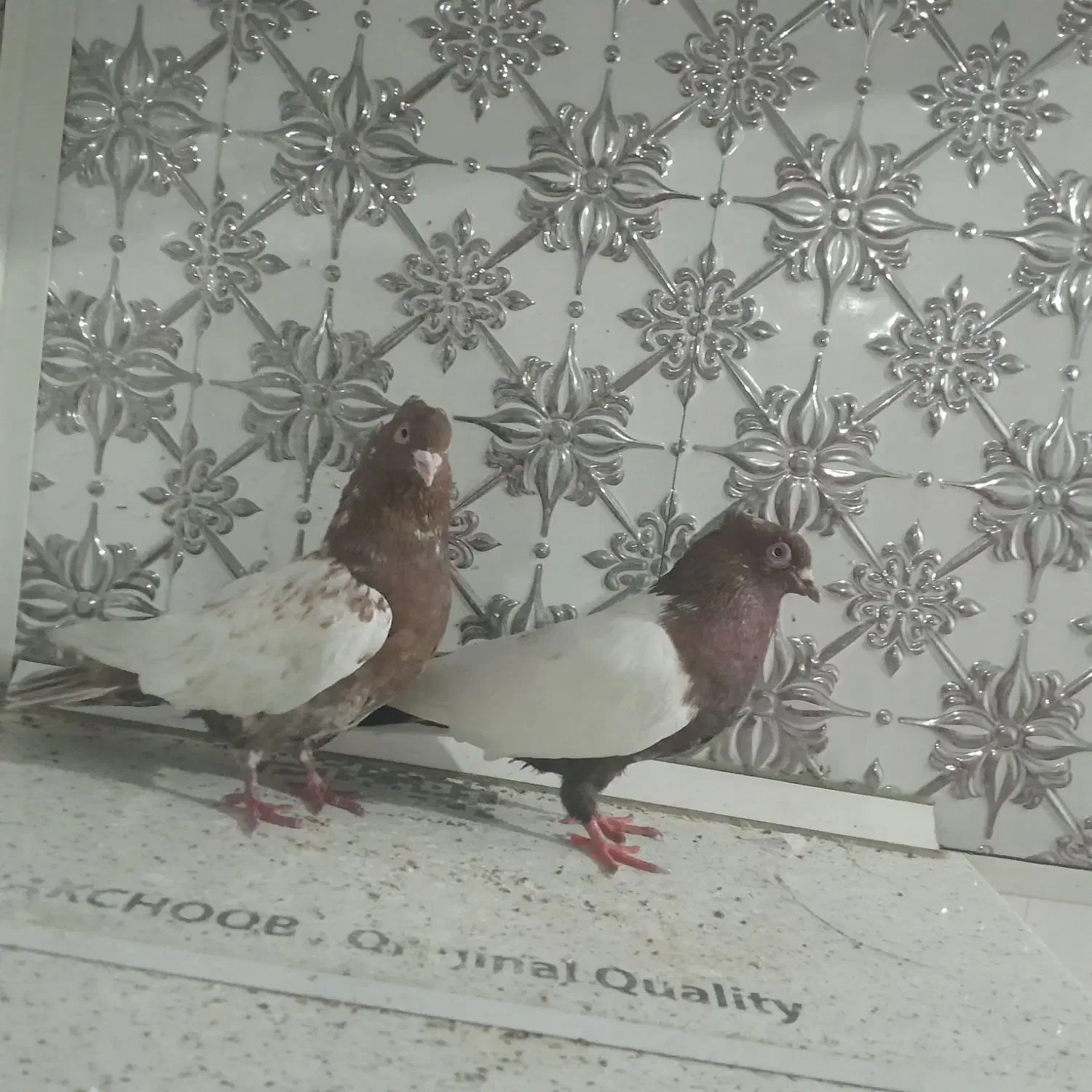 جفت سینه ای|حیوانات|اهواز, کوی جانبازان(دانش)|دیوار