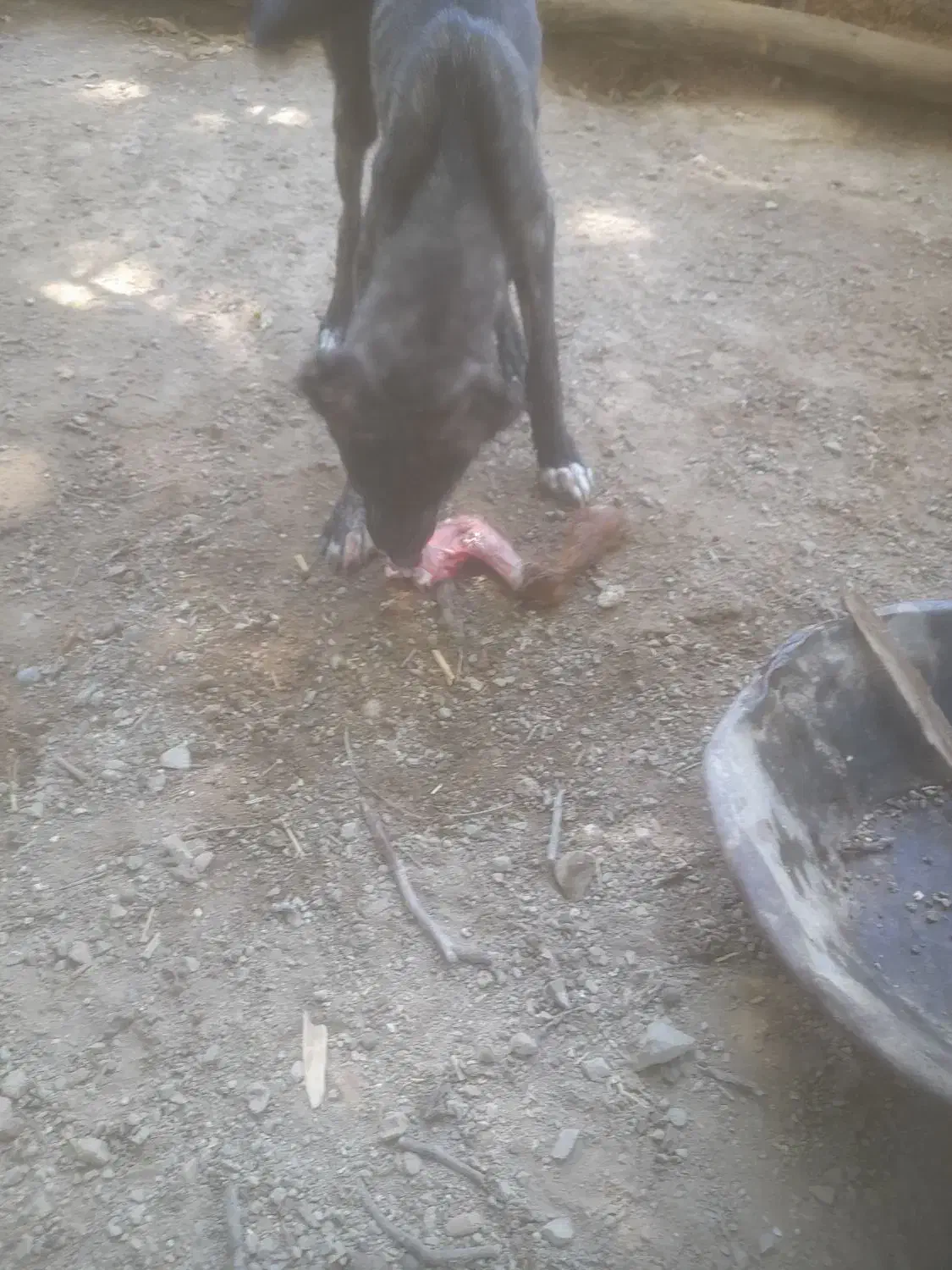 توله ۴ ماه ماده نژاد سرابی و خوراسانی|سگ|سامان, |دیوار