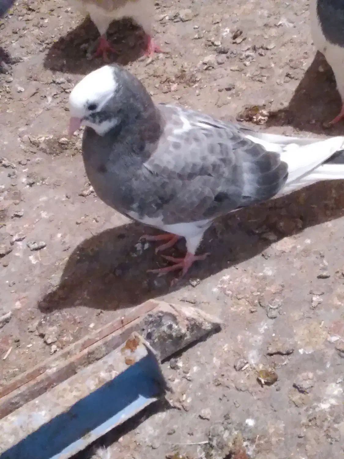 کبوتر جوجه|پرنده|میانه, |دیوار