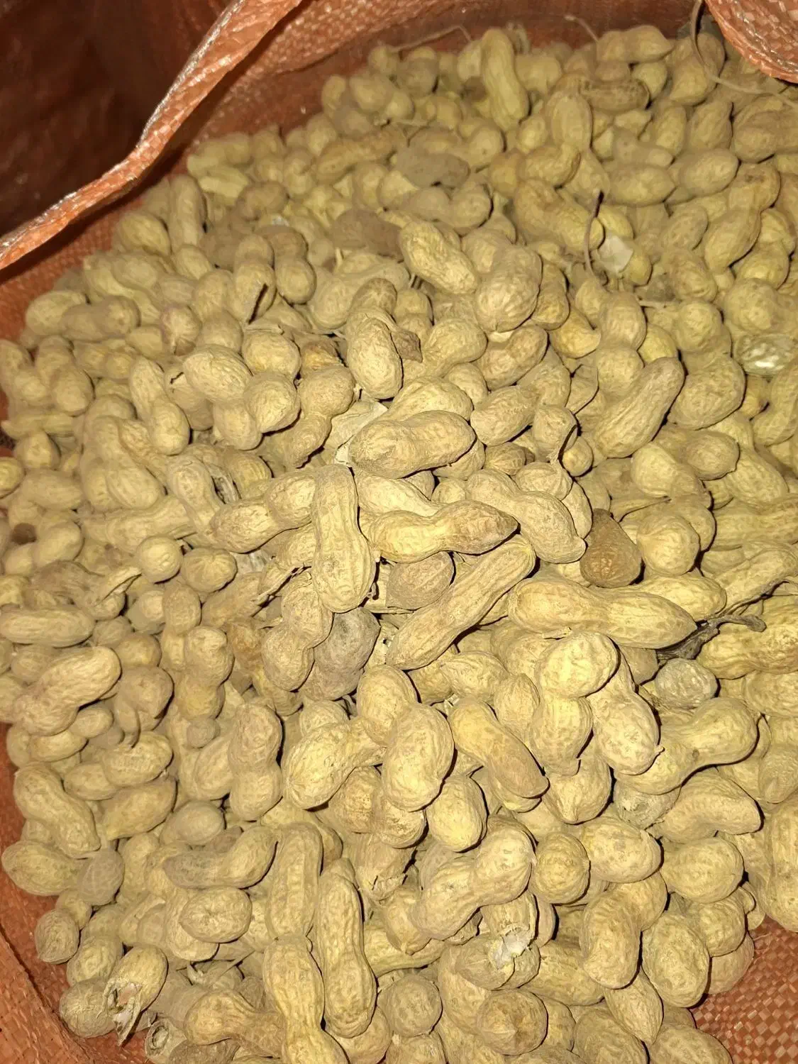 بادام زمینی اطلس|خوردنی و آشامیدنی|پارسآباد, |دیوار