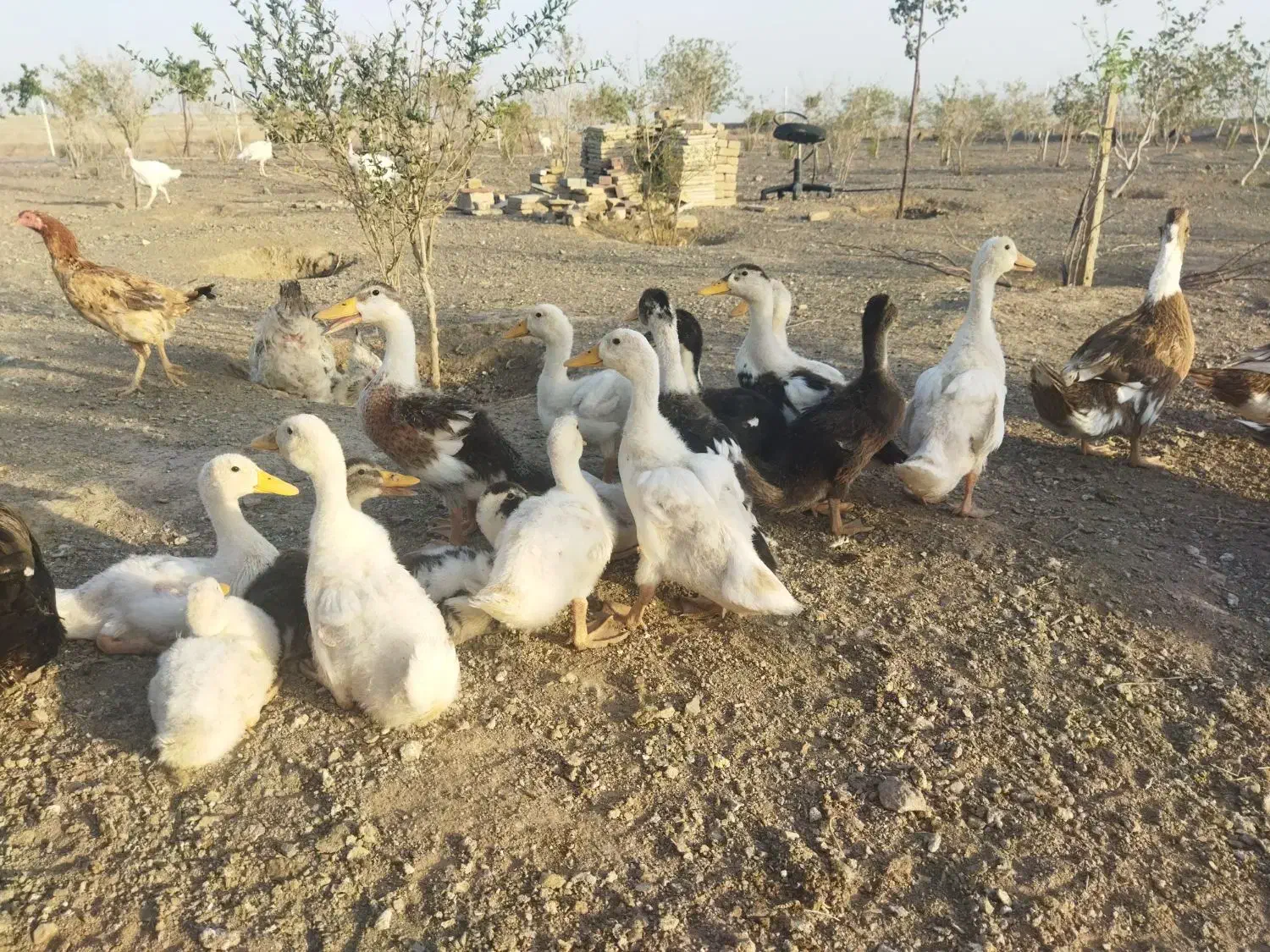 بوقلمون پرواری گوشتی و اردک|حیوانات مزرعه|سبزوار, توحیدشهر|دیوار