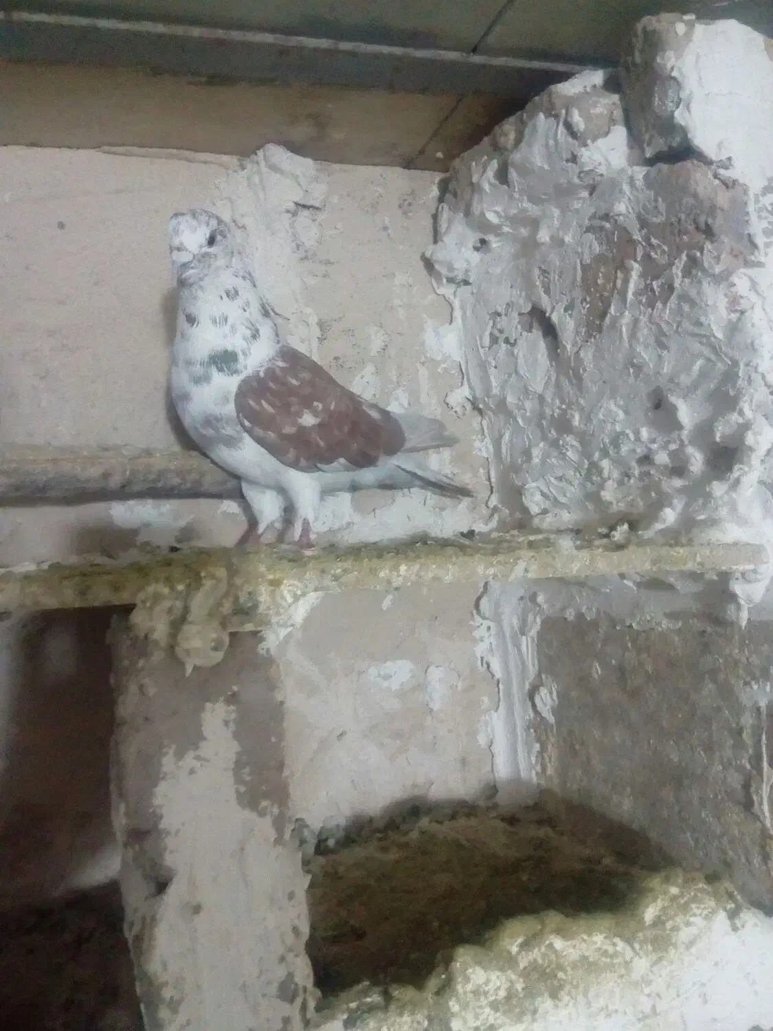 کفتر|پرنده|بروجرد, |دیوار