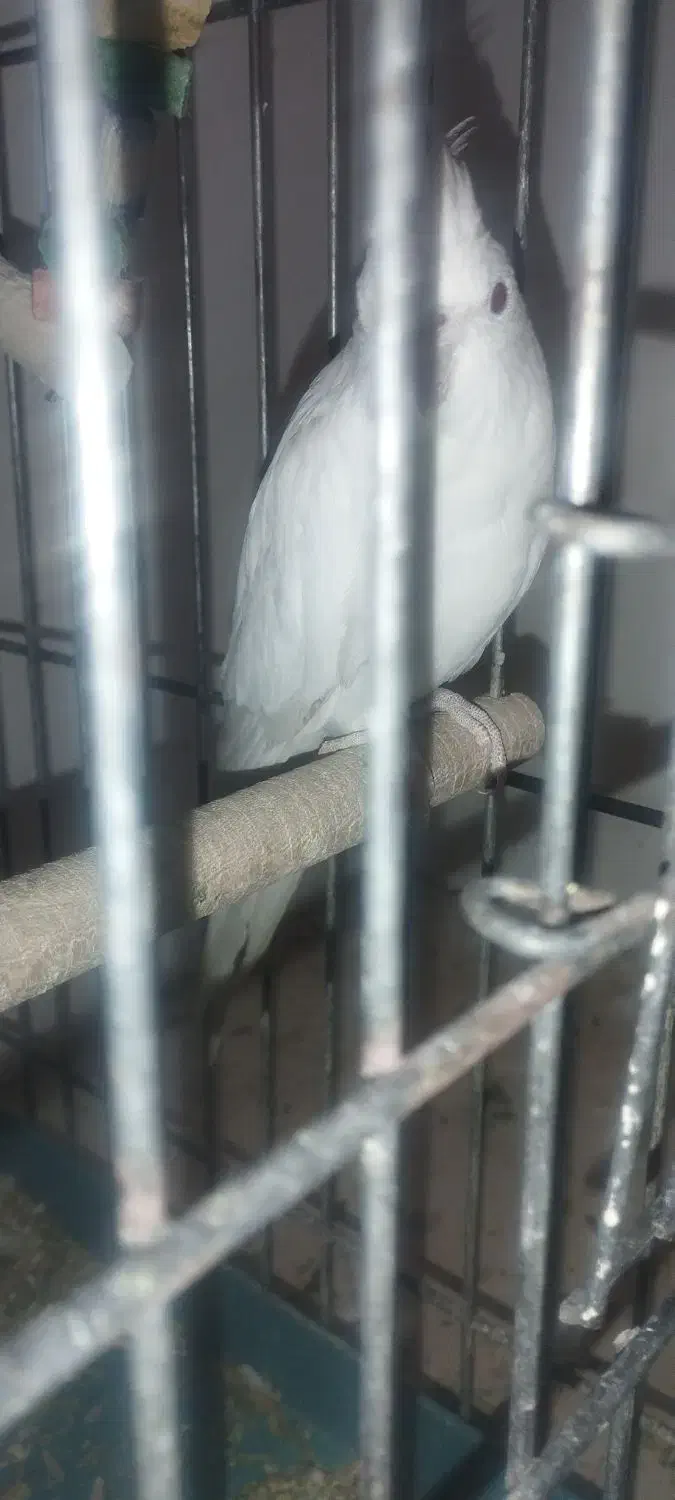 طوطی عروس هلندی آلبینو|پرنده|صدرا-فارس, فاز ۱|دیوار