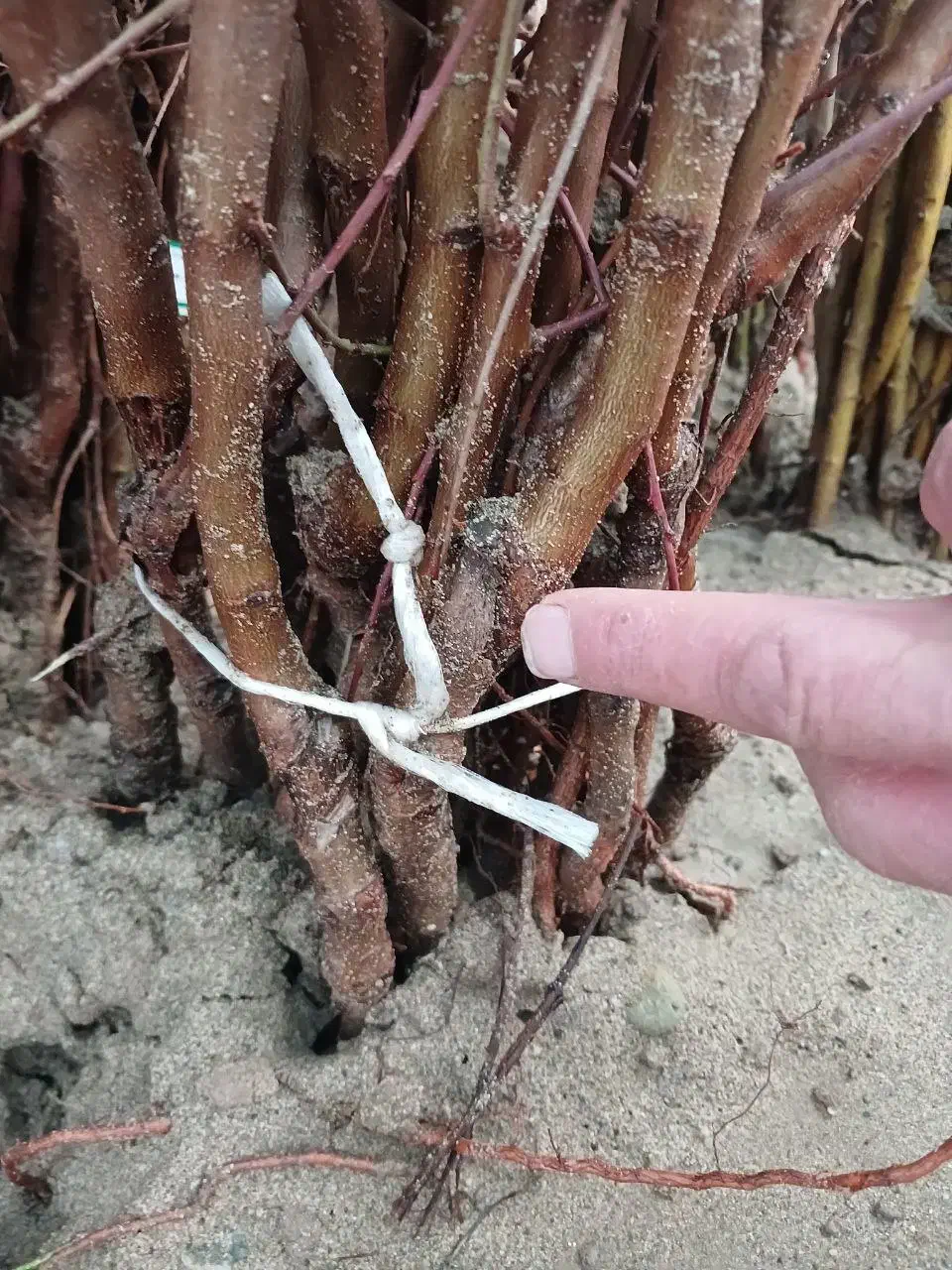 نهال بادام مرغوب چرخه اقتصادی بالا|خدمات باغبانی و درختکاری|مریوان, |دیوار