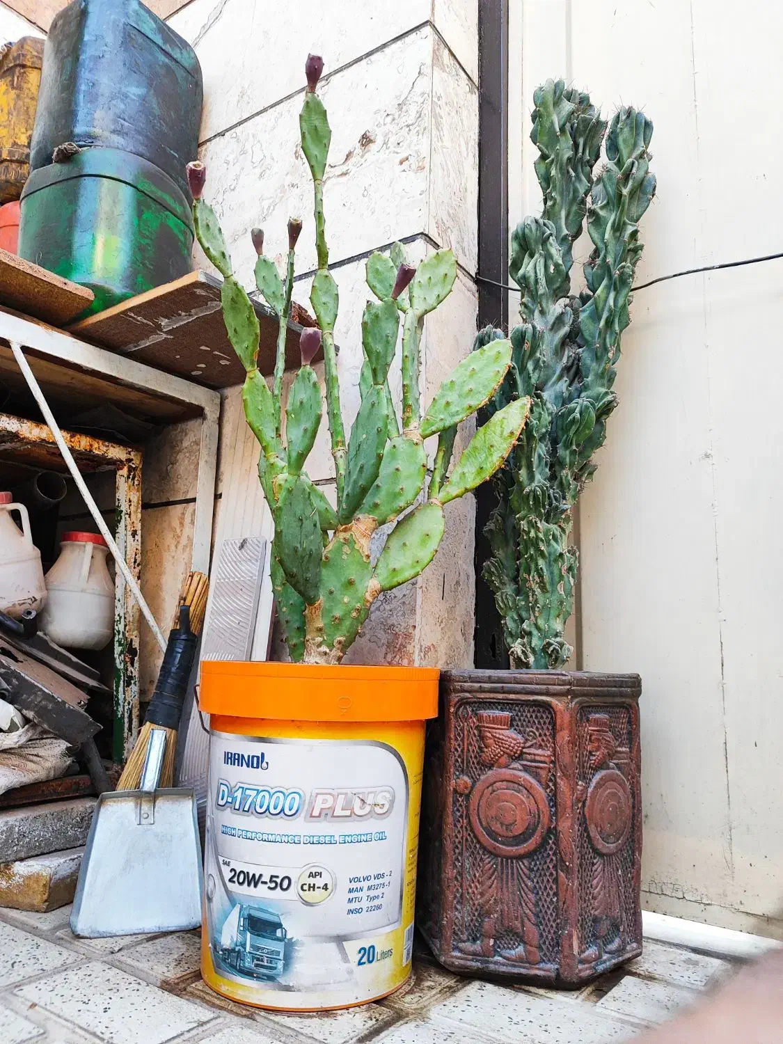 فروش دو عدد کاکتوس(صخرهای-آپونتیا)|گل و گیاه طبیعی|اقبالیه, |دیوار