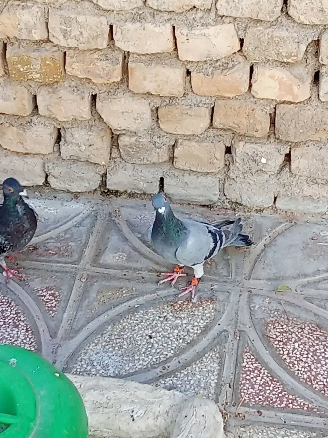 200 پرشی|پرنده|قوچان, |دیوار