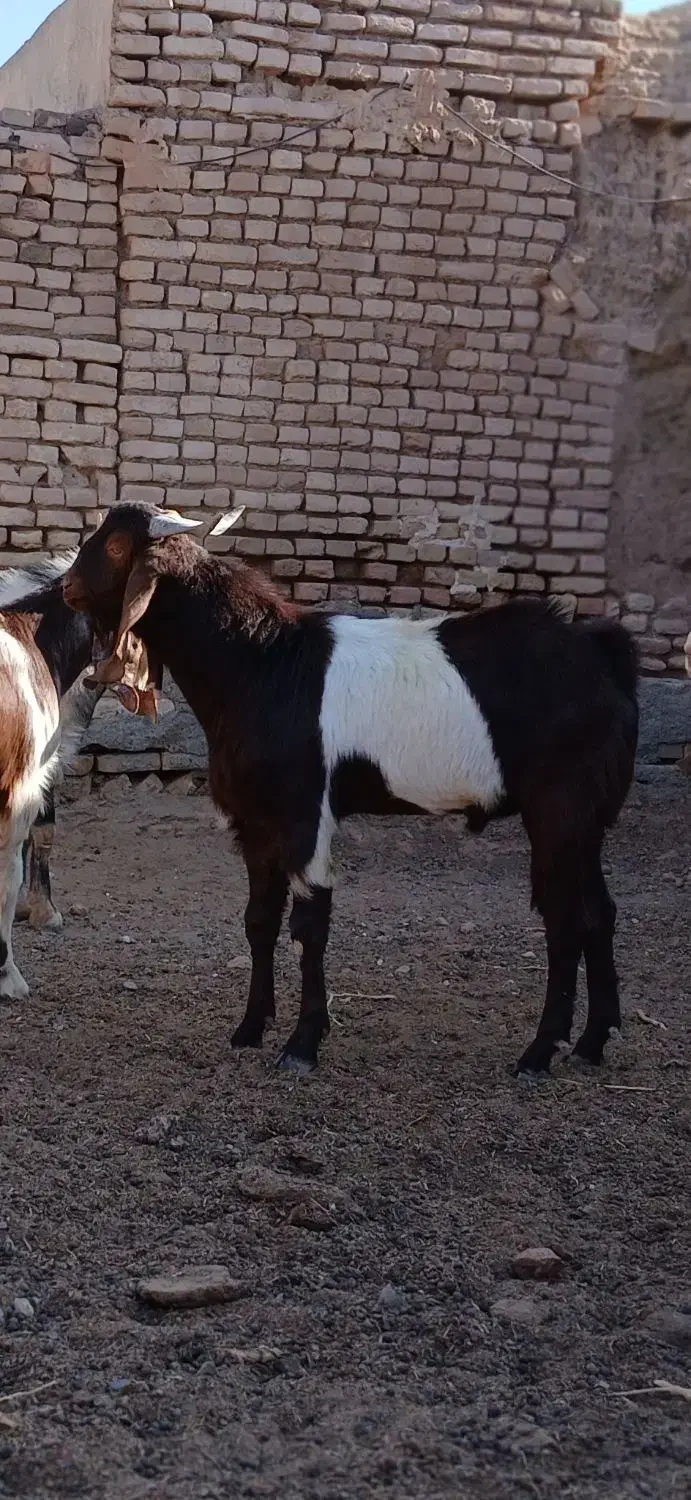 بزغاله نر تخمی|حیوانات مزرعه|سبزوار, پامنار|دیوار