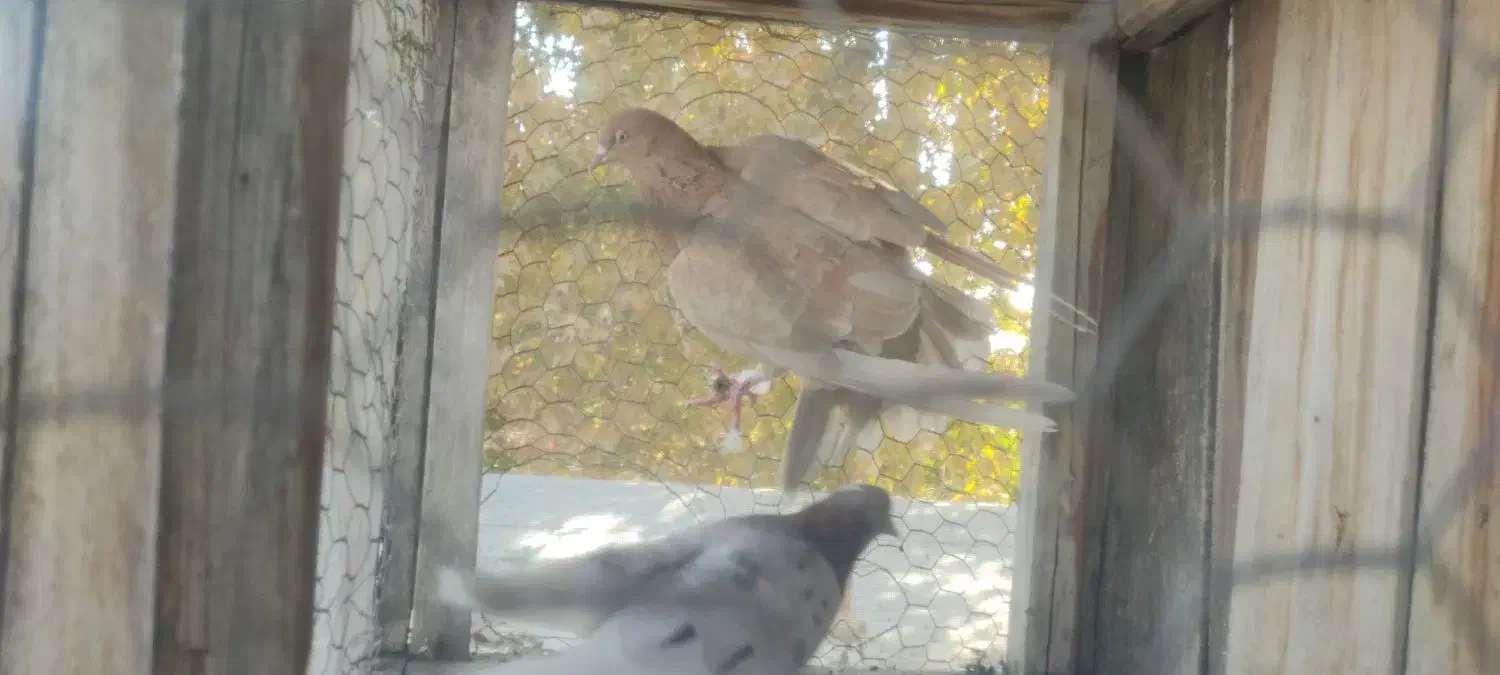 کبوتر|پرنده|خوانسار, |دیوار