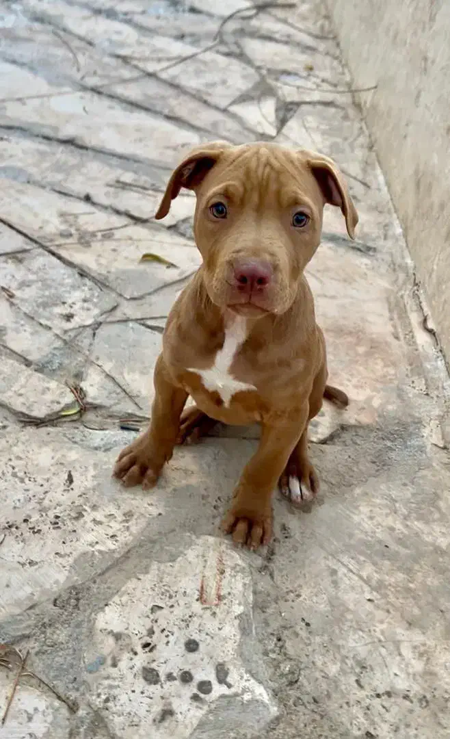 توله سگ پیت بول|سگ|تهران, دربند|دیوار