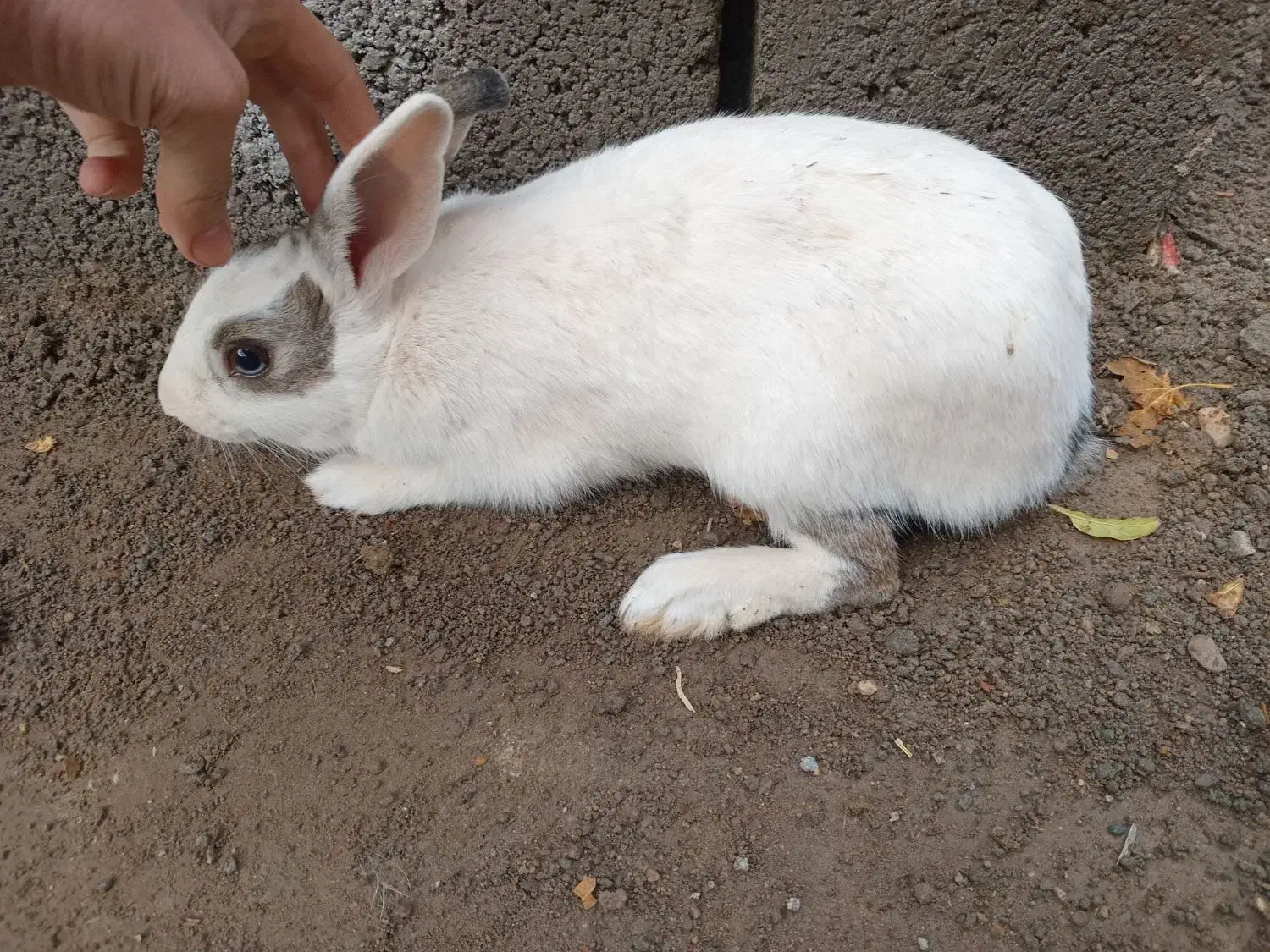 خرگوش نر معاوضه با ماده|موش و خرگوش|خواف, |دیوار