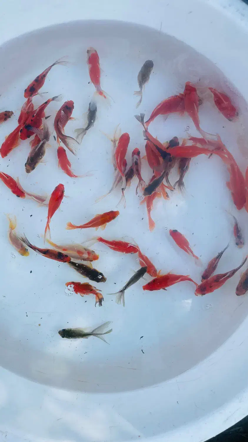 فروش ماهی قرمز،بچه ماهی و ...|ماهی|رشت, گیل|دیوار