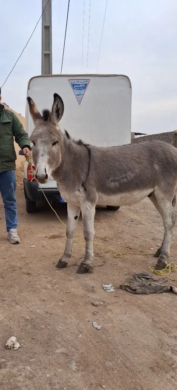 الاغ|حیوانات مزرعه|تهران, خاوران|دیوار