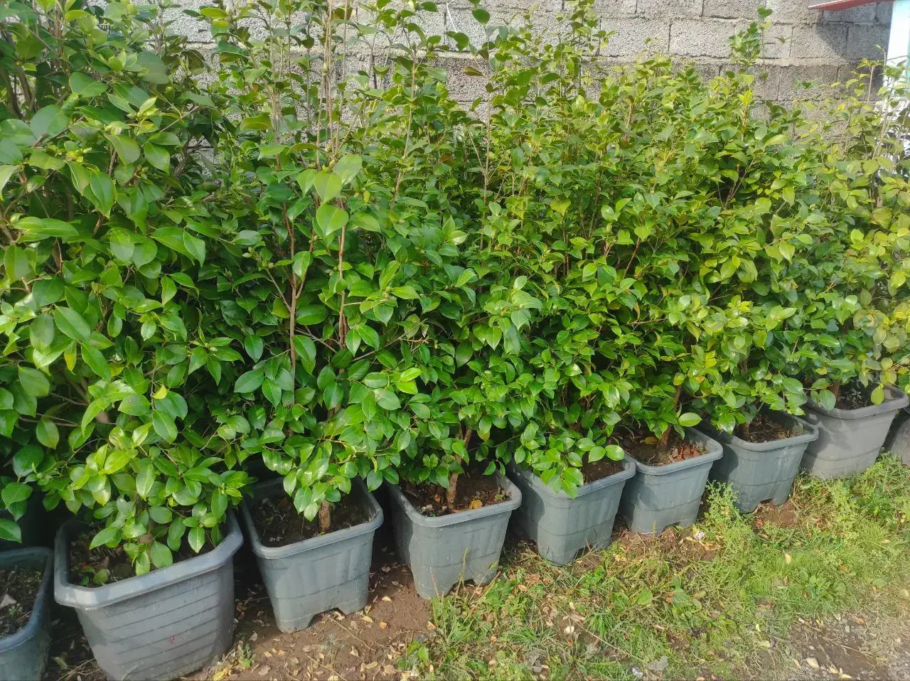 فروش کاملیا|گل و گیاه طبیعی|چابکسر, |دیوار