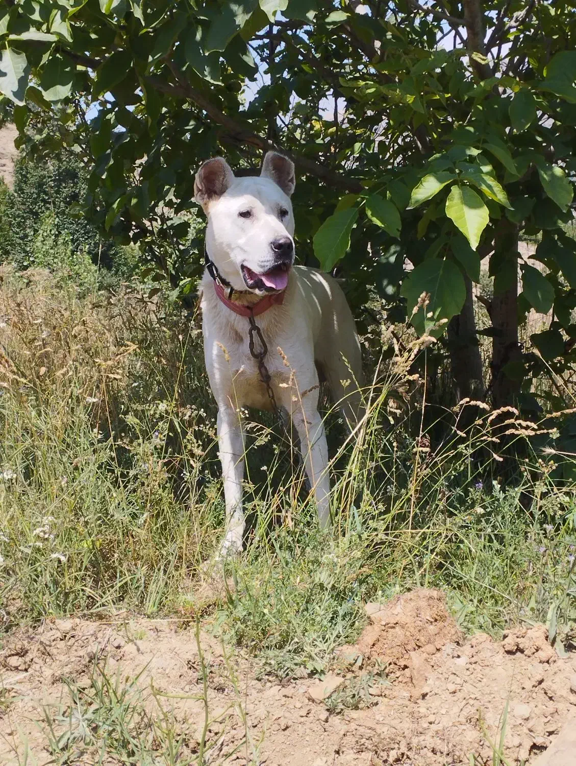 فروشی|سگ|رودسر, |دیوار