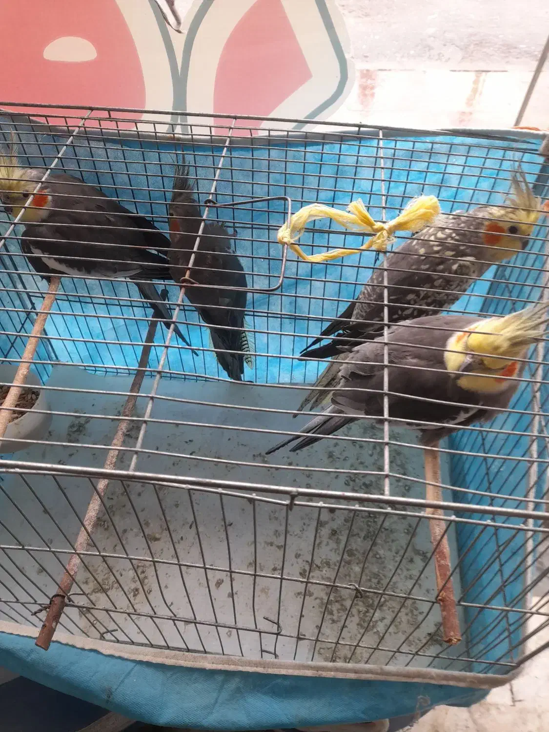 عروس هلندی|پرنده|شفت, |دیوار