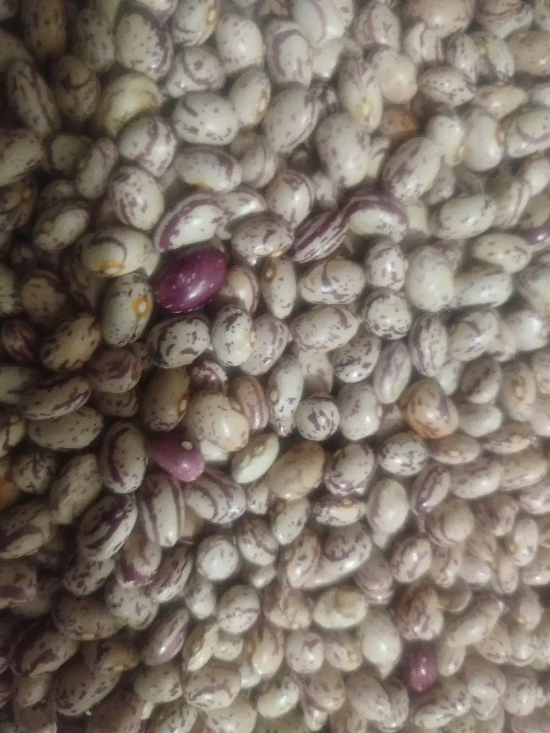 لوبیا چیتی درشت|خوردنی و آشامیدنی|خرم بید, |دیوار